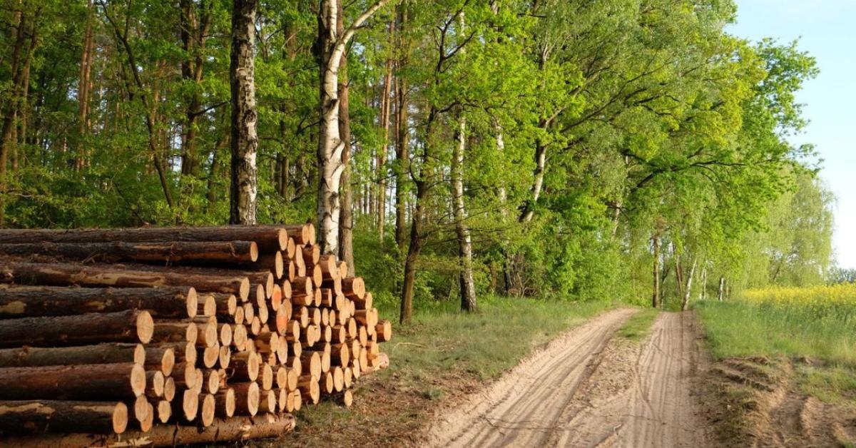 Újabb lépés az EUDR végrehajtásában: módosult a terméklista