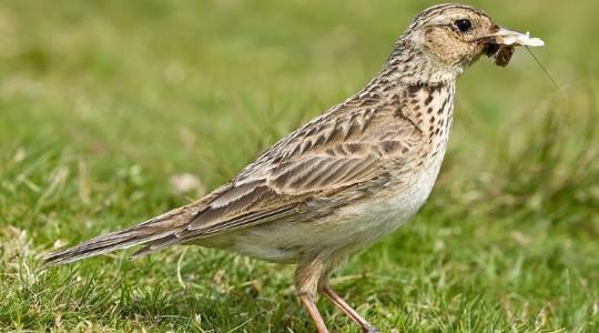 Eltűnőben az égi dal: Miért fogyatkozik drasztikusan a mezei pacsirta állománya? Eltűnőben az égi dal: Miért fogyatkozik drasztikusan a mezei pacsirta állománya?