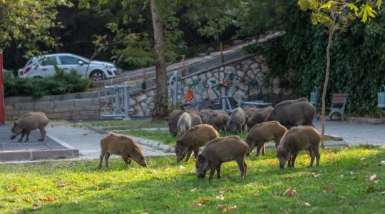 Vadkártól a közúti balesetekig: mikor és ki felel a vadon élő állatok által okozott károkért? Vadkártól a közúti balesetekig: mikor és ki felel a vadon élő állatok által okozott károkért?