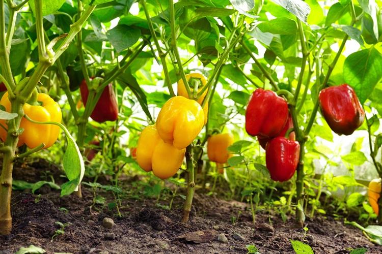 paprika
