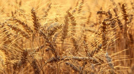 Búzából kevesebb, kukoricából több – megérkezett a FAO júliusi előrejelzéseBúzából kevesebb, kukoricából több – megérkezett a FAO júliusi előrejelzése Búzából kevesebb, kukoricából több – megérkezett a FAO júliusi előrejelzéseBúzából kevesebb, kukoricából több – megérkezett a FAO júliusi előrejelzése