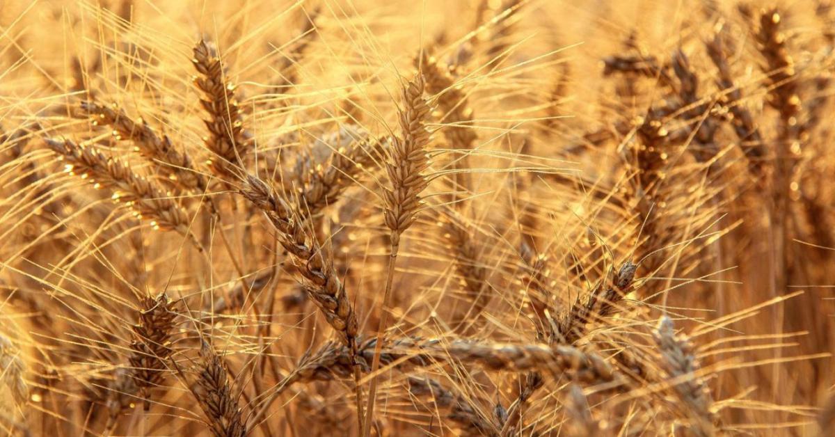 Búzából kevesebb, kukoricából több – megérkezett a FAO júliusi előrejelzése