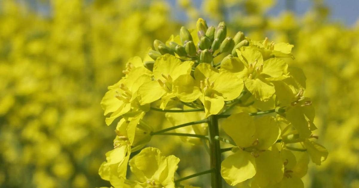 A repce visszatérhet a vetésszerkezetbe – a genetika és a stabil hibridek lehetnek a kockázatkezelés kulcsai