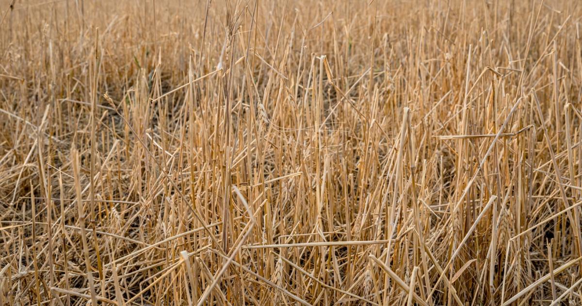 Ilyen az élet JÉGER nélkül: 100 ezer hektárt darált le a jég aratás előtt
