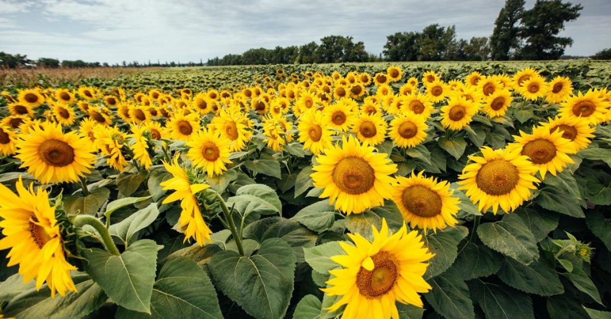 Európa légiközlekedésének alkalmazkodókészsége a gazdaságokban kezdődik