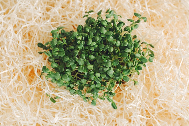 csíráztatás csíráztatás