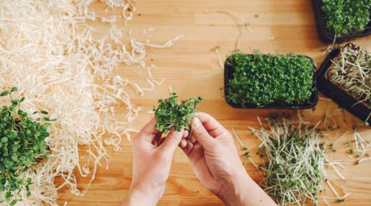 Csíráztatás lakásban: 10 perc munka, mégis friss zöld februárban Csíráztatás lakásban: 10 perc munka, mégis friss zöld februárban