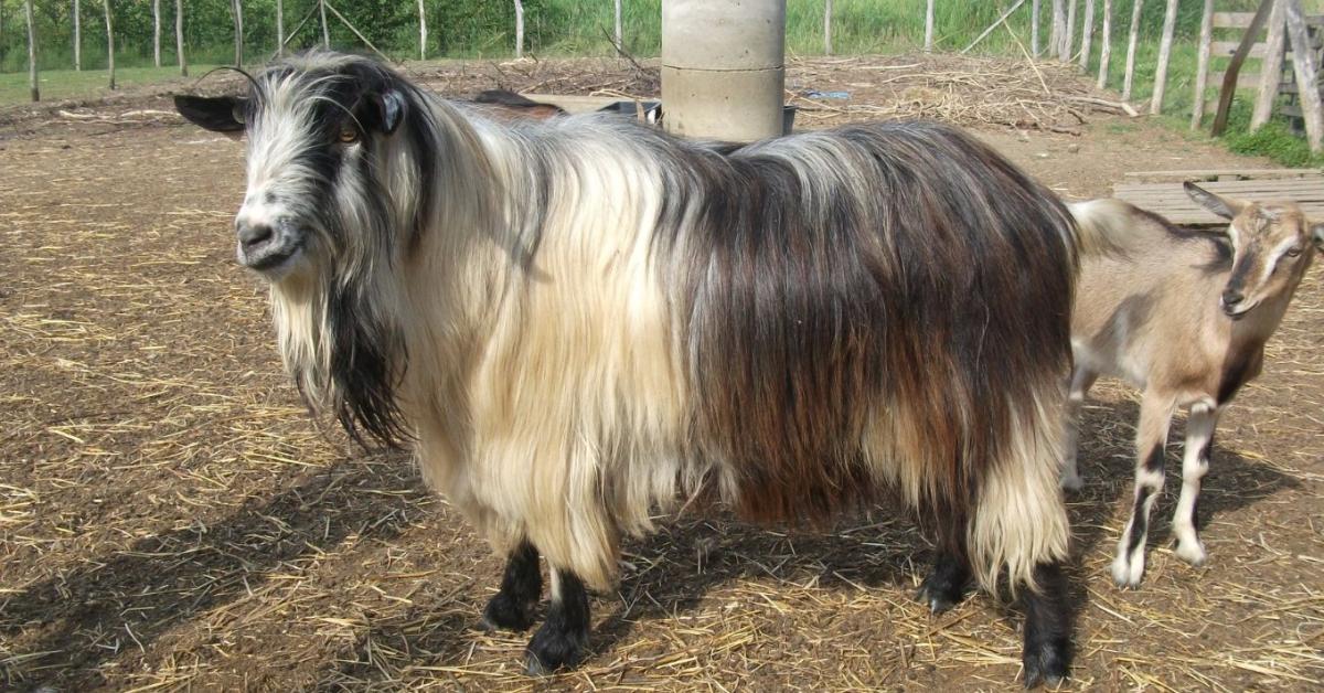 Magyar parlagi kecske: erős a beltenyésztettség, valamit tenni kell