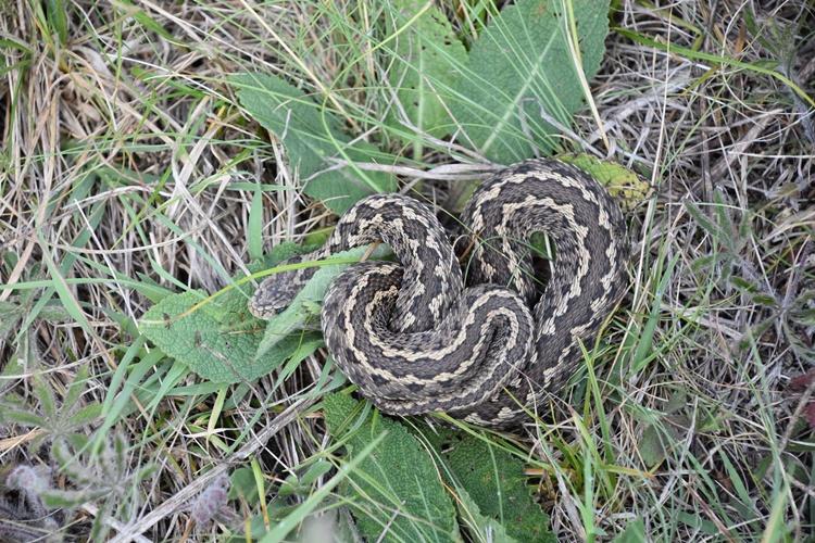 vipera vipera