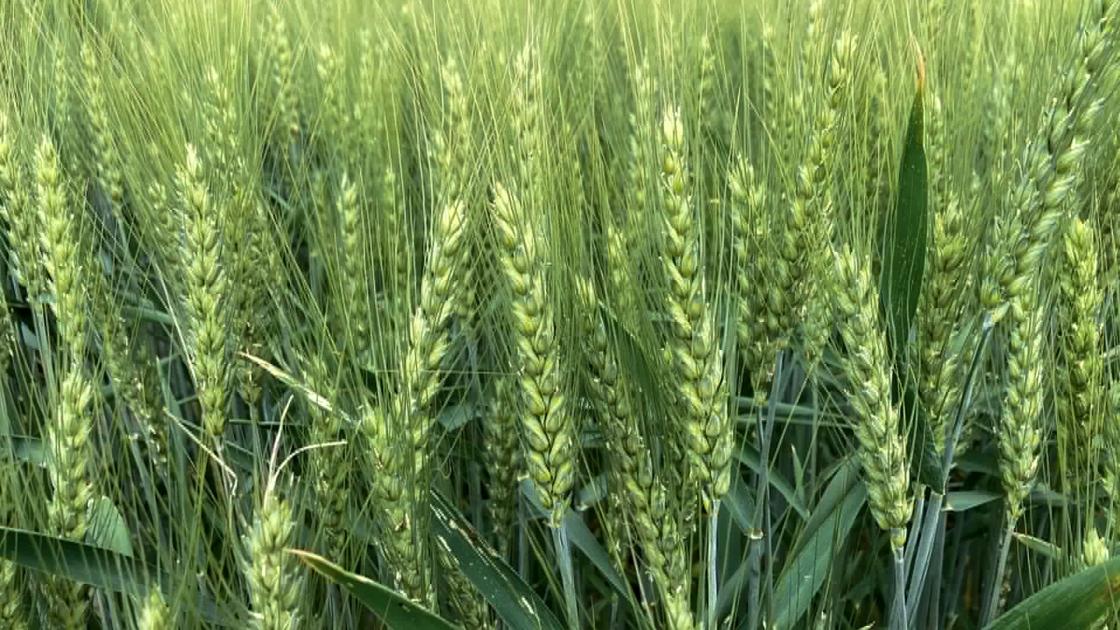 SAATEN-UNION hibrid búzák a termésbiztonságért