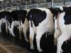Megoldódott egy rejtély: így verte át az állatorvosokat a teheneknél felbukkanó H5N1