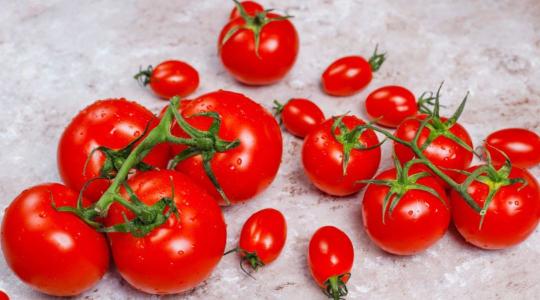 Paradicsomgyár a semmi közepén: Ingyen fűtéssel győznék le a hollandokat a törökök