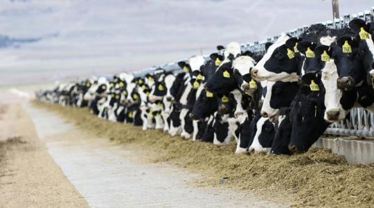 Leállhatnak a nagyüzemek: a csökkenő tejkínálat az egész EU-t megrázhatja Leállhatnak a nagyüzemek: a csökkenő tejkínálat az egész EU-t megrázhatja