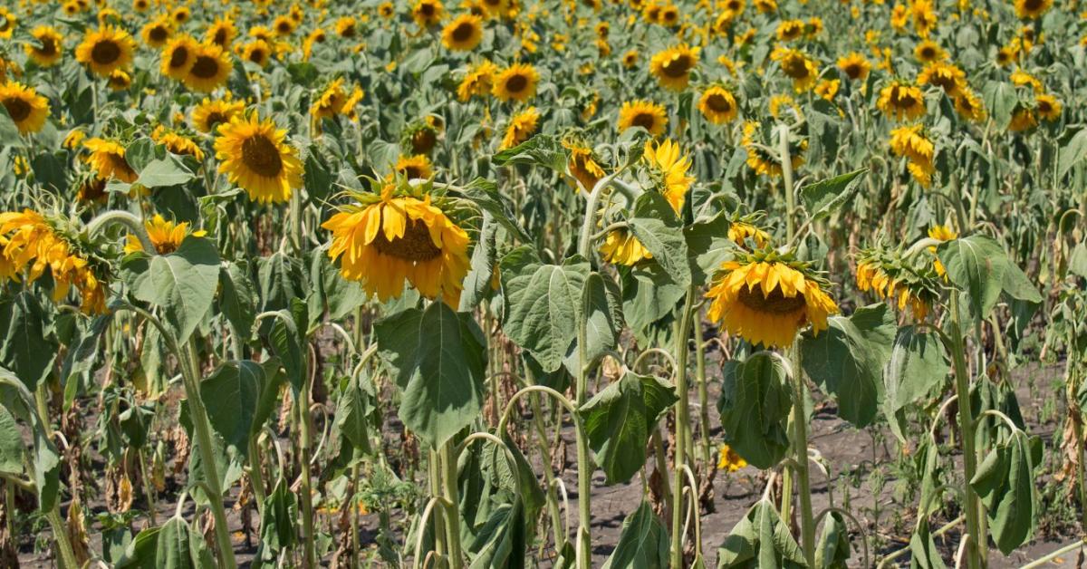 Agrometeorológia: egyenetlen csapadék, eltérő terméskilátások – ezt mutatják a friss adatok