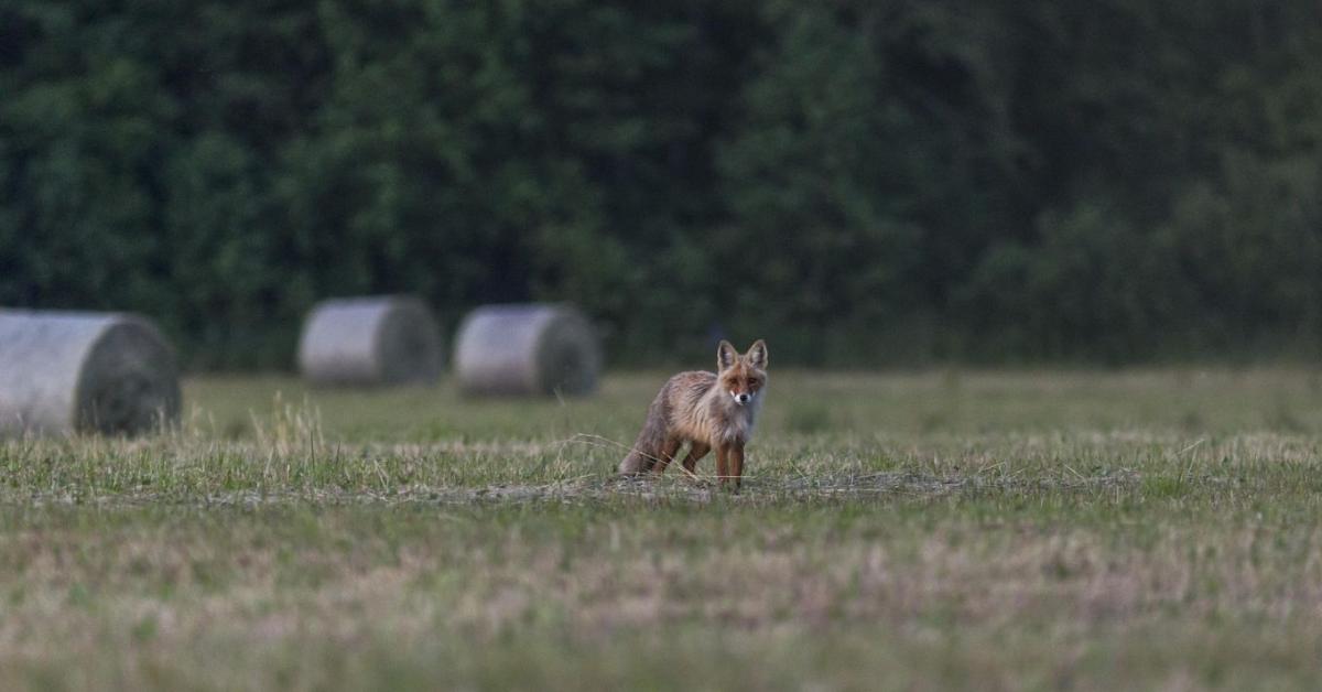 A Vadászkamara a kotorékvadászat szabályainak szigorítását támogatja, de a módszer betiltását nem