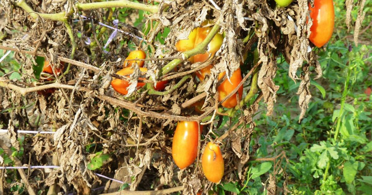 Aszályban támad a paradicsomvész? A saját öntözési hibáinkkal készítjük elő a katasztrófát