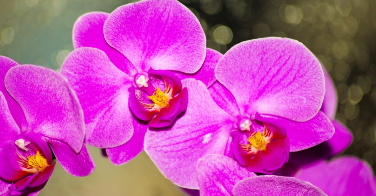 Így készíthetsz tökéletes keveréket otthon az orchideád számára! Így készíthetsz tökéletes keveréket otthon az orchideád számára!
