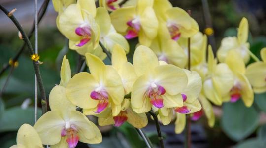 Ezt a trükköt csak kevesen ismerik! Így lesz gyönyörű az orchideád! Ezt a trükköt csak kevesen ismerik! Így lesz gyönyörű az orchideád!