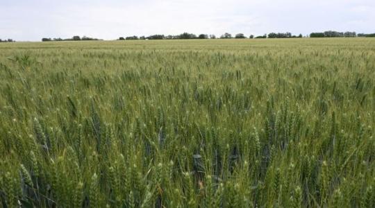 Segítsünk a búzánknak!