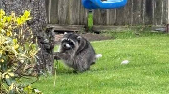 Felrobbantotta az internetet egy beteg mosómedve Felrobbantotta az internetet egy beteg mosómedve