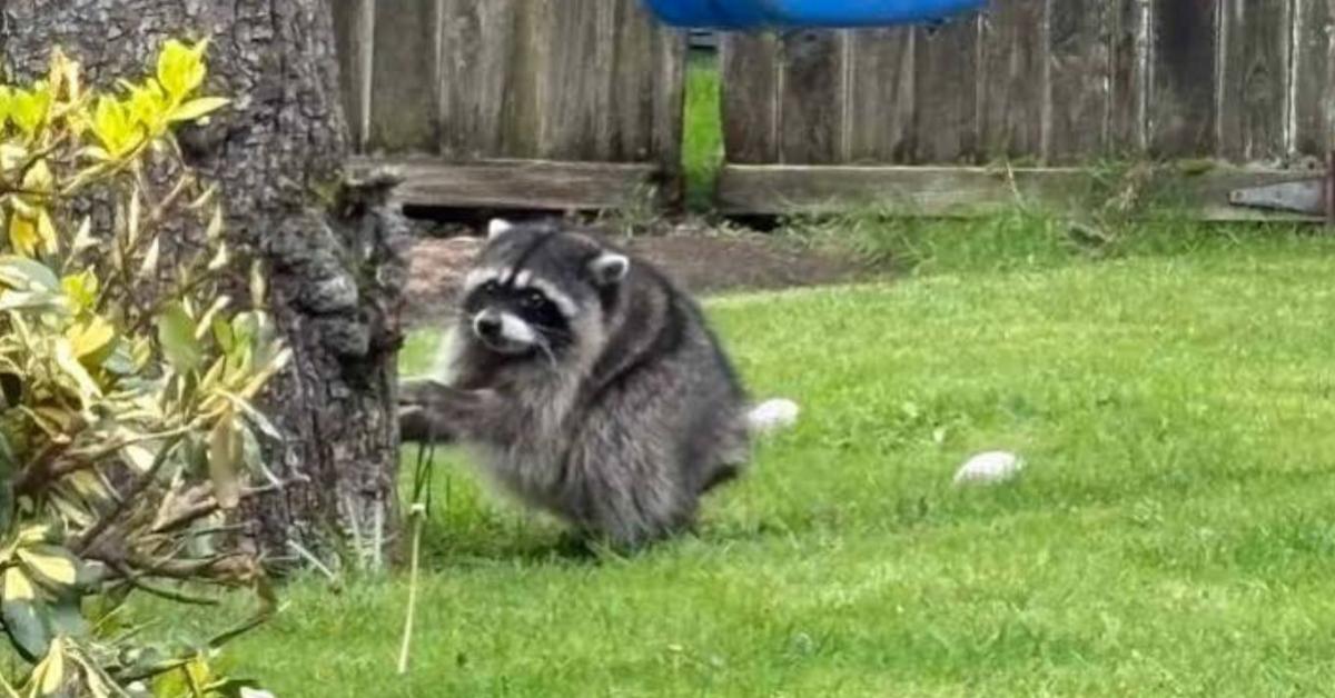 Felrobbantotta az internetet egy beteg mosómedve Felrobbantotta az internetet egy beteg mosómedve