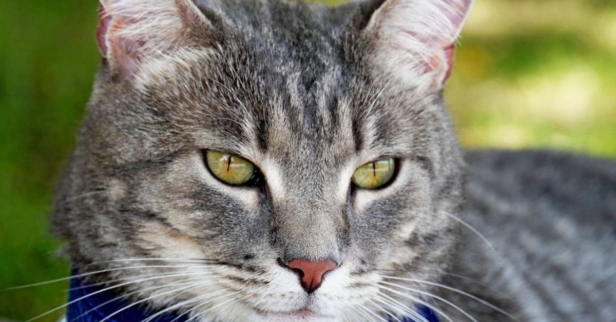 Meghalt Géza úr, a cica, aki megváltoztatta gazdája életét