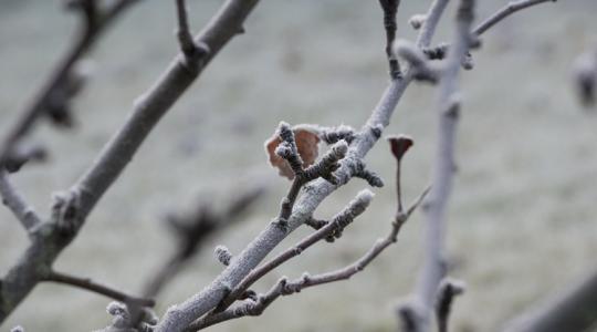 3 napos időjárás-előrejelzés: Veszélyben a rügyek, -6 fokos hajnalok jönnek 3 napos időjárás-előrejelzés: Veszélyben a rügyek, -6 fokos hajnalok jönnek
