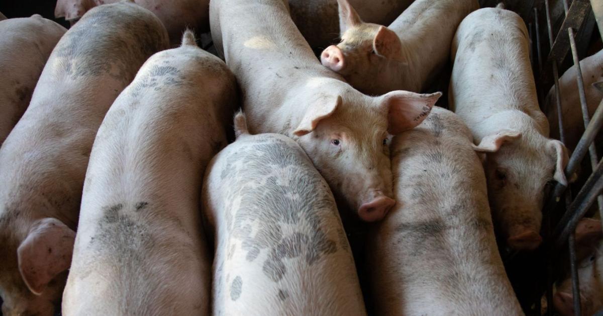 Súlyos járvány a szomszédban: 60 ezer sertést kellett már leölni Horvátországban