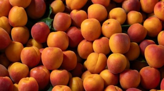 Kajszibarackfád van? Ezt a két dolgot most ne felejtsd el! Kajszibarackfád van? Ezt a két dolgot most ne felejtsd el!