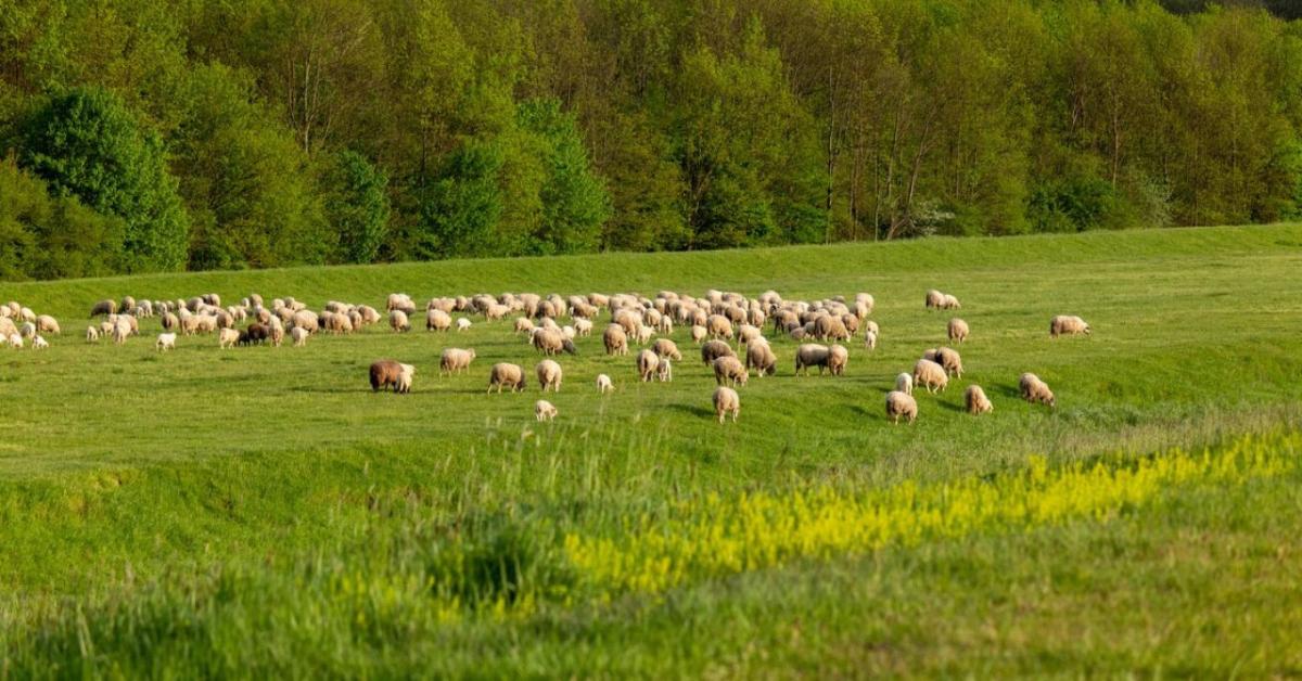 Tízmillió juh sorsa a tét: új tervvel mentené az exportot Románia