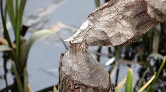 Börtön járhat a hódok elleni házi praktikáért? Mutatjuk, mit tilos tenni! Börtön járhat a hódok elleni házi praktikáért? Mutatjuk, mit tilos tenni!