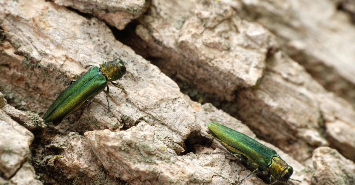 Újabb országban bukkant fel a kőrisrontó karcsúdíszbogár Újabb országban bukkant fel a kőrisrontó karcsúdíszbogár