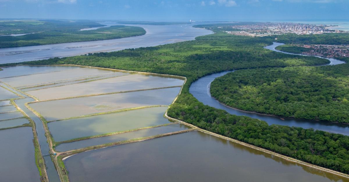 Két ország, két teljesen eltérő stratégia: miért más a brazil és az argentin takarmánypiac?