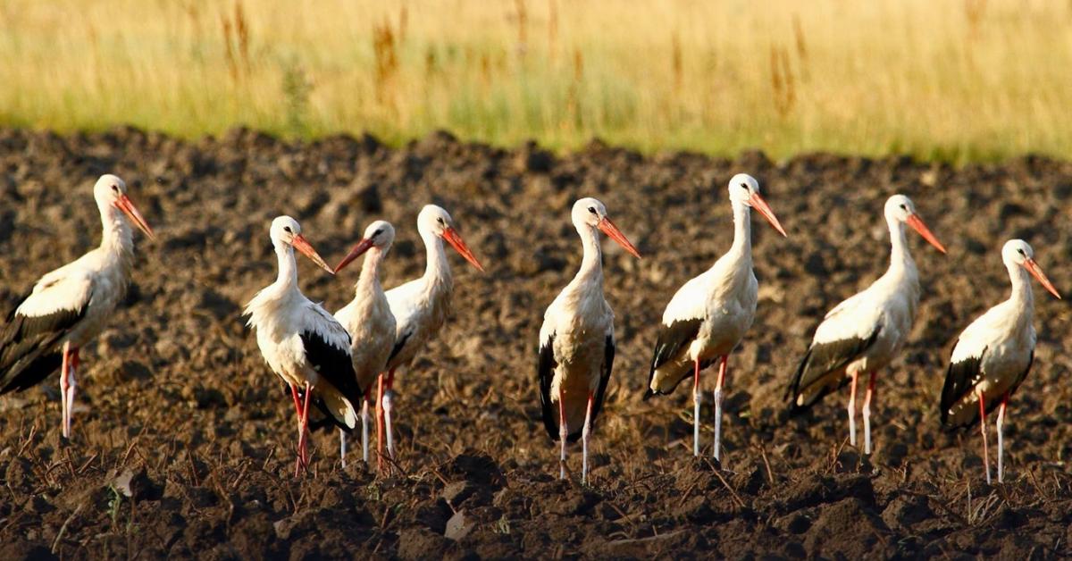 Sokan nem értik: ezért gyülekeznek most tömegesen a gólyák a földeken