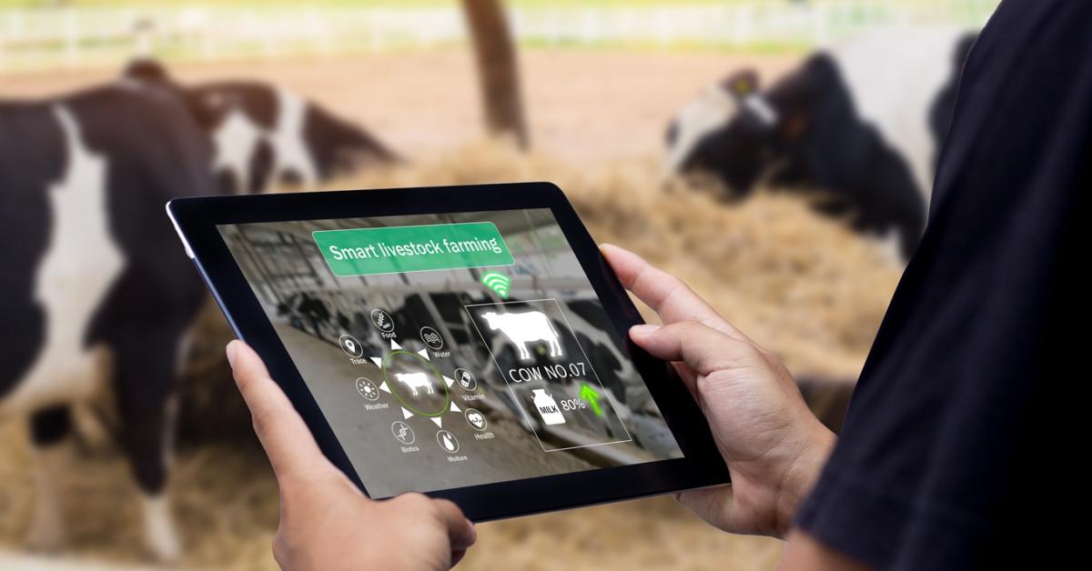 Kína lecsapott az ír tejipari titokra – miért kell a magyar telepeken is pont erre figyelni? Kína lecsapott az ír tejipari titokra – miért kell a magyar telepeken is pont erre figyelni?