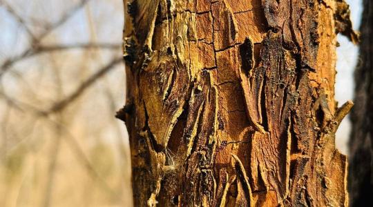 Kéregrepedés megelőzése februárban – mi működik a napsütés-kár ellen?