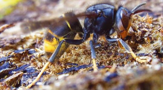 Veszélyes ragadozó érkezhet a konténerekkel: Itt az ingyenes segítség a méhészeknek Veszélyes ragadozó érkezhet a konténerekkel: Itt az ingyenes segítség a méhészeknek