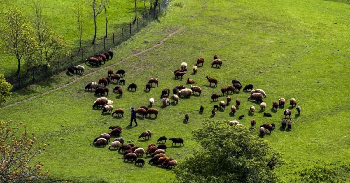 Mit tanulhatunk az 5000 évvel ezelőtti pásztoroktól? Mit tanulhatunk az 5000 évvel ezelőtti pásztoroktól?