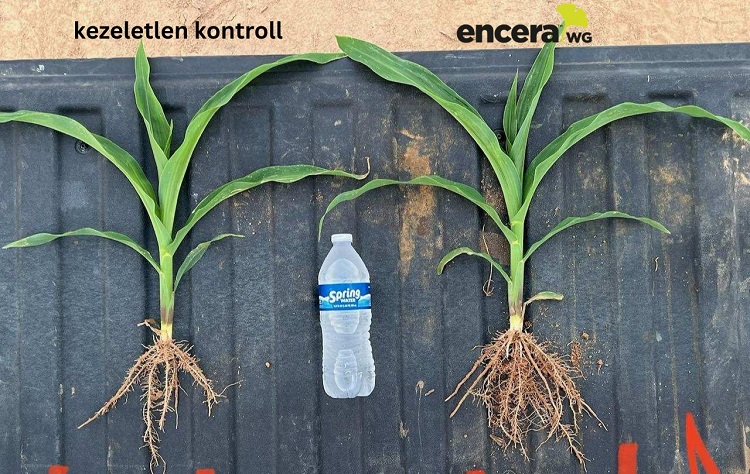 körkérdés körkérdés