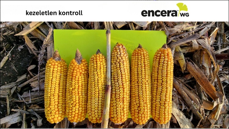 körkérdés körkérdés