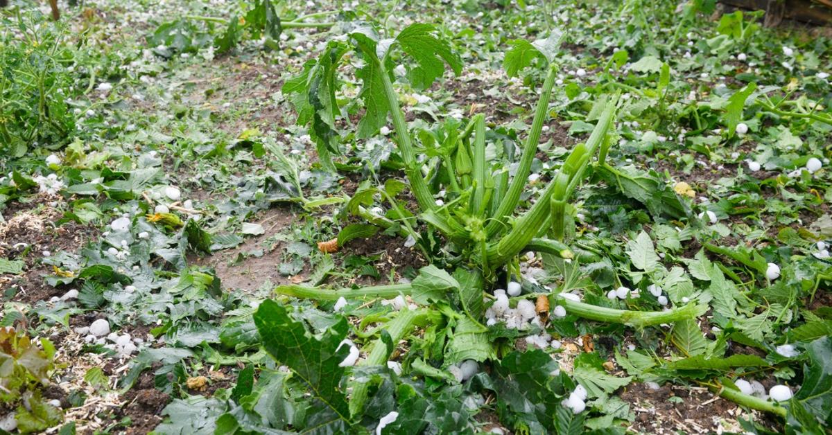 A szaktárca közbelépett: újra a régi, hatékonyabb rendszer védi a termést a jégtől