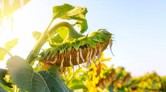 Agrometeorológia: még mindig csak várunk az esőre Agrometeorológia: még mindig csak várunk az esőre