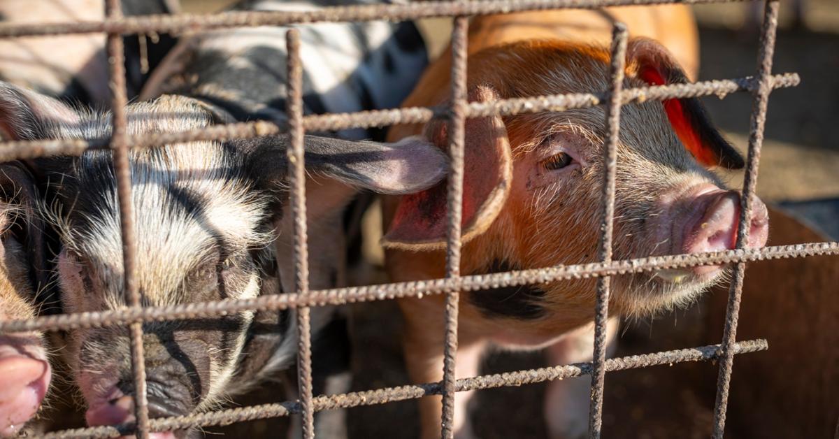 Kidülledő szemek és szőrhullás: ismeretlen szindróma támadja a sertéstelepeket