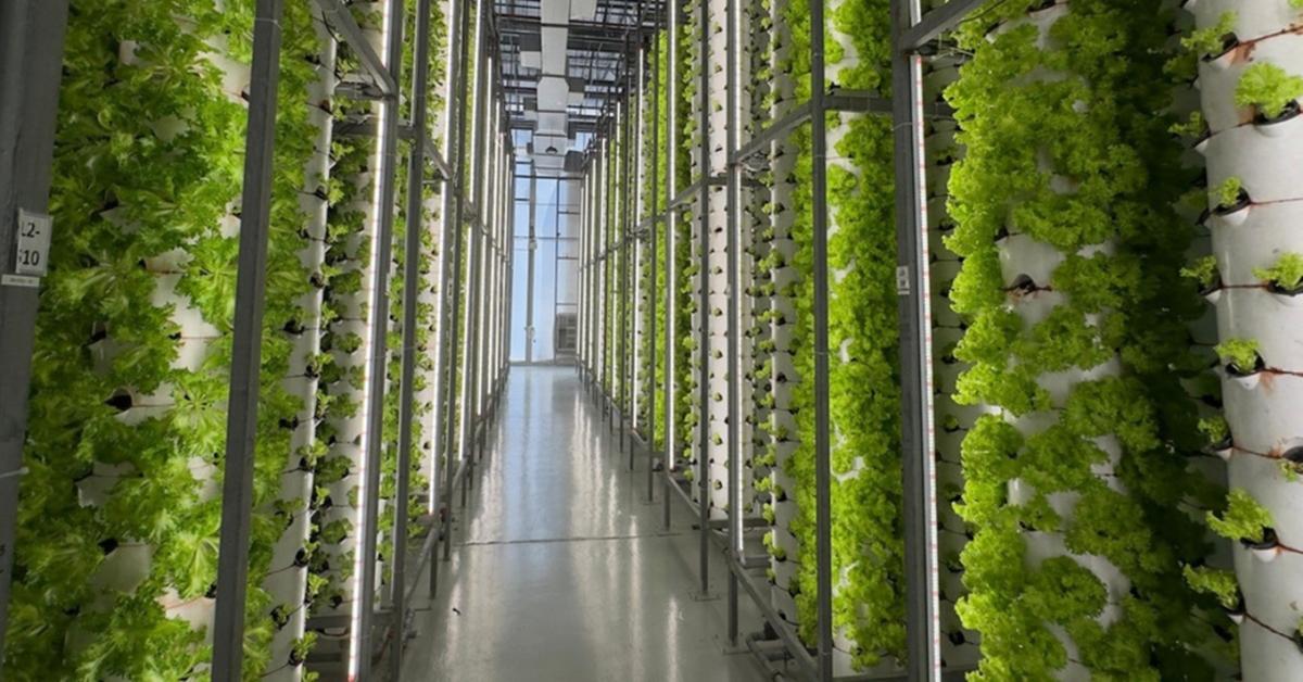 50 fokos hőségben is napi 700 kiló zöldséget szednek: mutatjuk, hogyan lehetséges