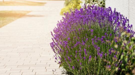 Ilyen egyszerű a titok! Ettől lesz gyönyörű a levendulád! Ilyen egyszerű a titok! Ettől lesz gyönyörű a levendulád!
