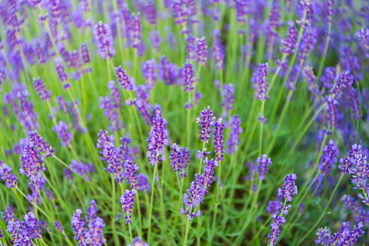 levendula