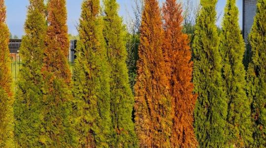 Csúnya a tujád? Ez a megoldás! Csúnya a tujád? Ez a megoldás!