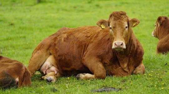 Hatalmasat kaszálnak a marhatartók, bajban a sertésesek: mutatjuk a friss árakat Hatalmasat kaszálnak a marhatartók, bajban a sertésesek: mutatjuk a friss árakat