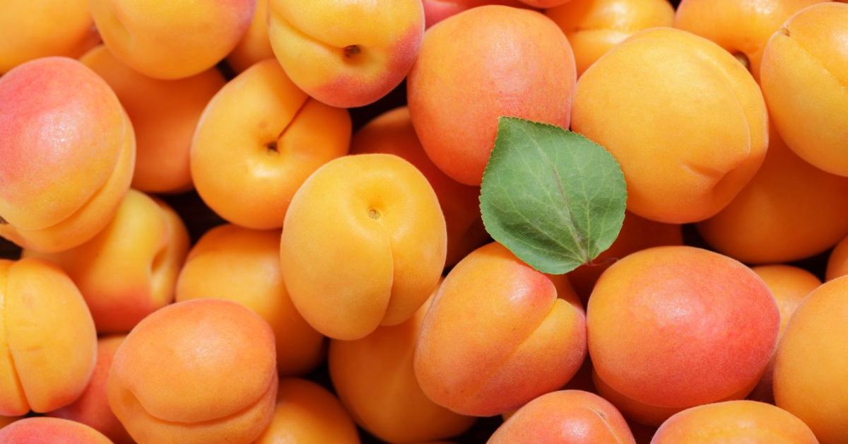 Régen zuhant ennyit a kajszi ára – mi áll a háttérben?