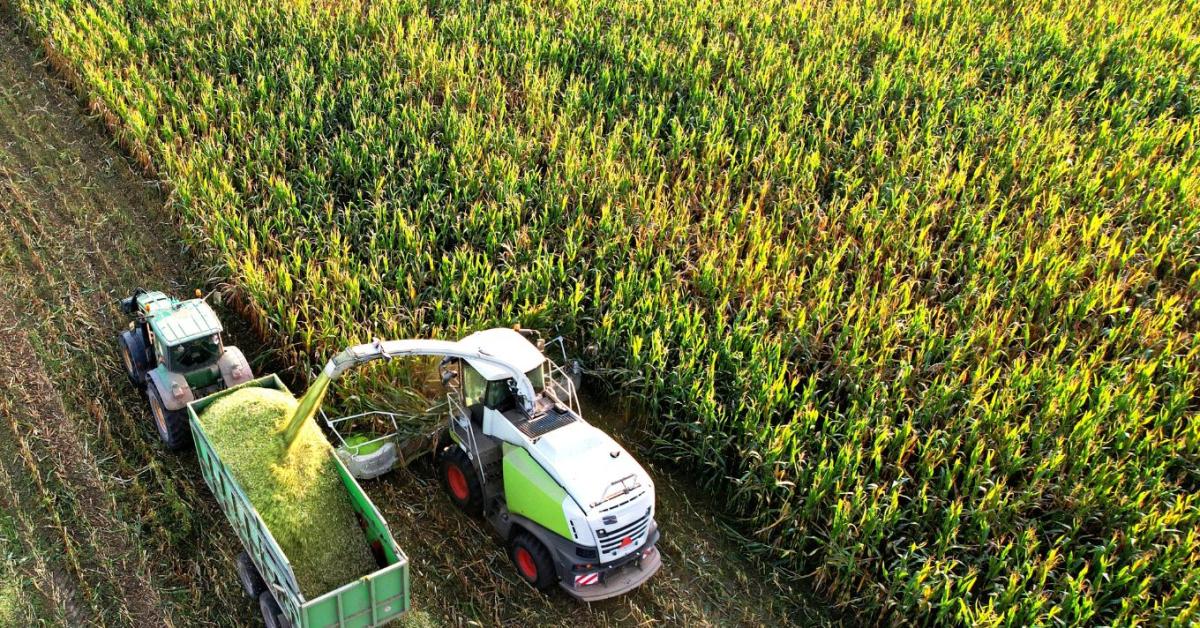 Sok helyen már silózzák a kukoricát – súlyos károkat okozott az aszály
